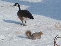 Goose and squirrel leaving