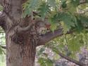 Shy squirrel in a tree