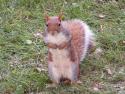 Gutsy squirrel